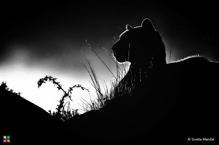 The Chill Puma By Sunita Mandal