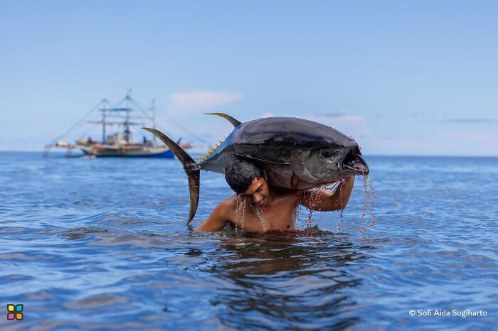 Tuna Transporter By Sofi Aida Sugiharto