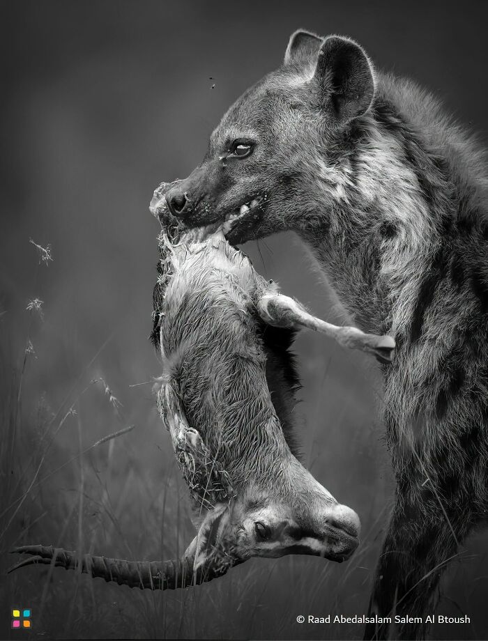 Hyena’s Other Side Of Life By Raad Abedalsalam Salem Al Btoush