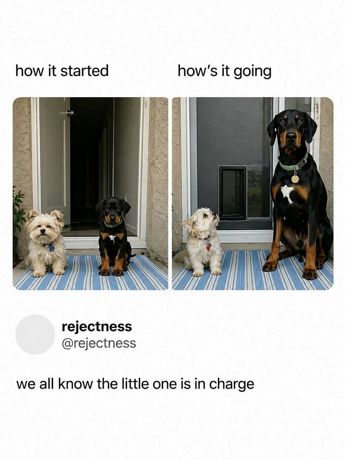 Let's Dive Into Some Random Memes That Will Make Your Day Way Better