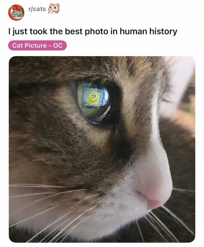 Let's Dive Into Some Random Memes That Will Make Your Day Way Better