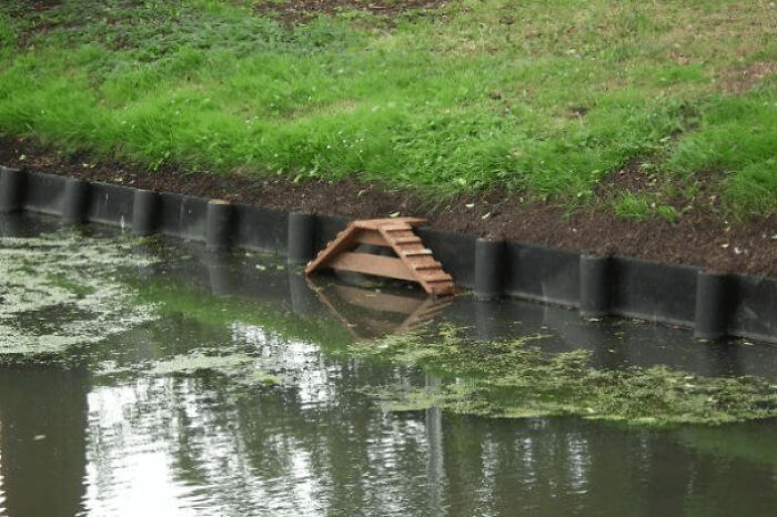 Cat Ladders in the Netherlands: Saving Felines One Step at a Time