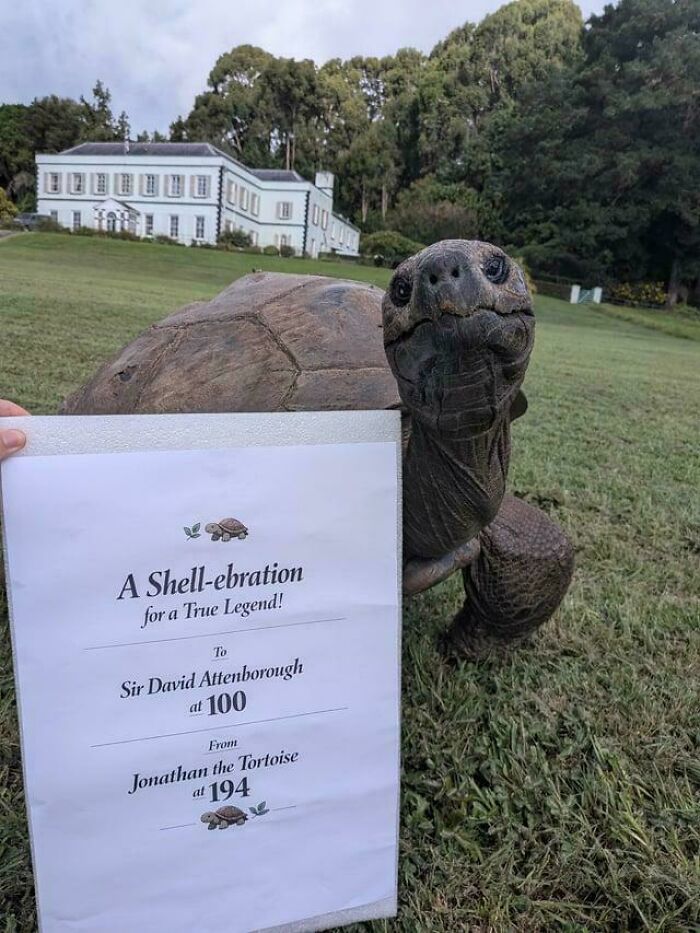 Jonathan The Tortoise Is 194 and Still Saying Happy Birthday!