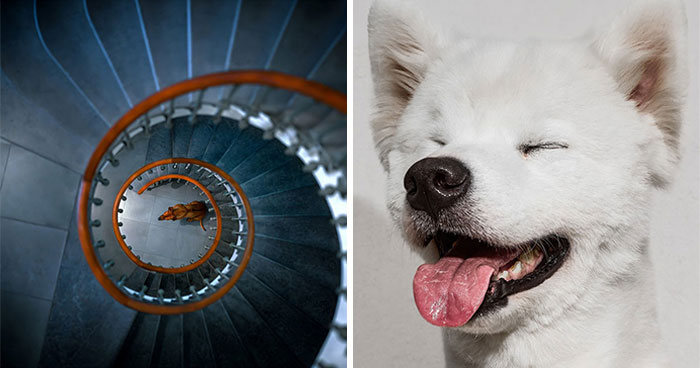 21 Animal Pics That Totally Nail The Whole ‘Picture-Perfect’ Thing