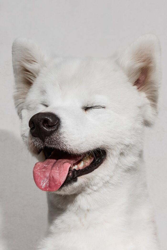 "El Sabor Del Viento" – The Dog Who’s Just Living His Best Life