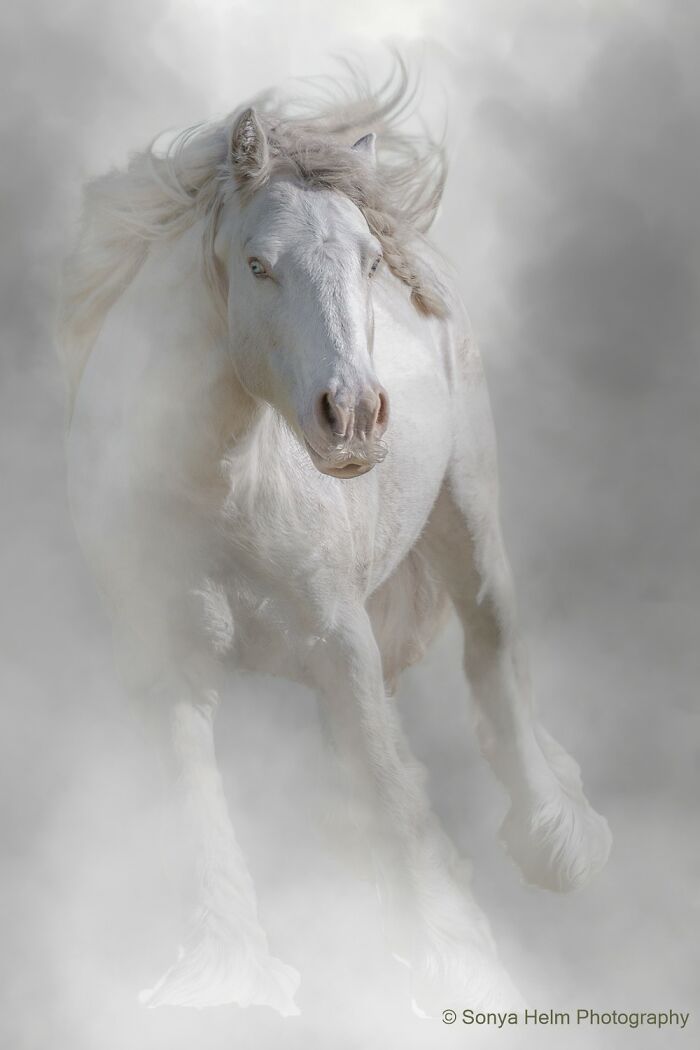 "Channing" – The Fancy Stallion That’s Basically Horse Royalty