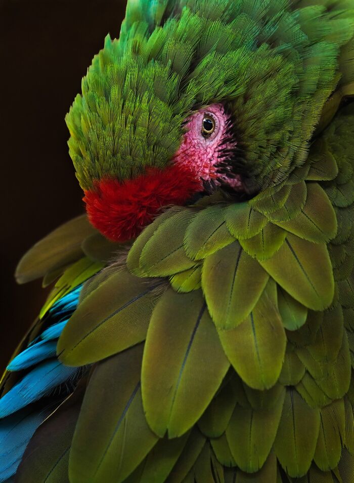 "Bashful" – The Picture That’s Just Too Cute for Words