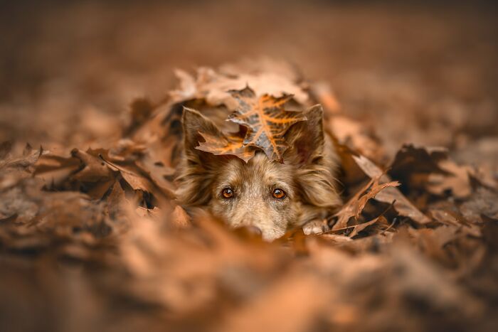 "Under The Autumn Blanket" – Cozy Vibes and Golden Leaves