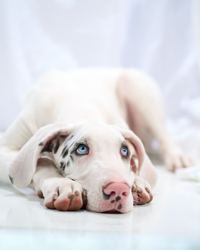 "Lennon At Three Months" – Watching Puppy Grow Up Is The Best
