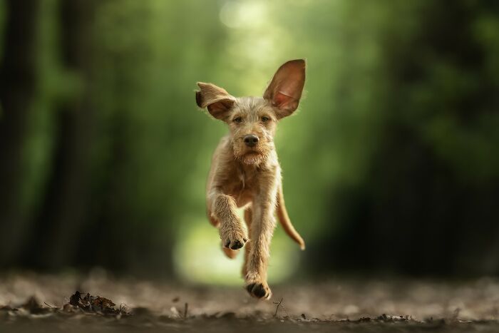 "Flying Vizsla" – When Your Dog Takes Flight (Sort Of)
