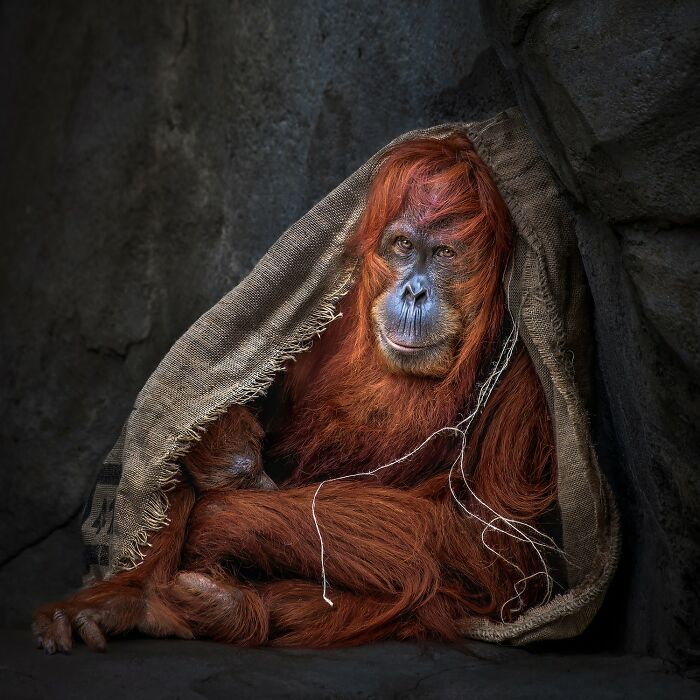 "Jungle Couture" – Animal Fashion? Yes, Please!