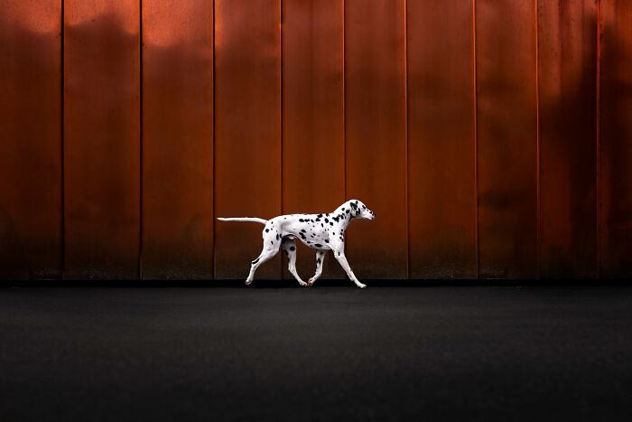 "Line In Motion" – When Shapes and Movement Are Besties