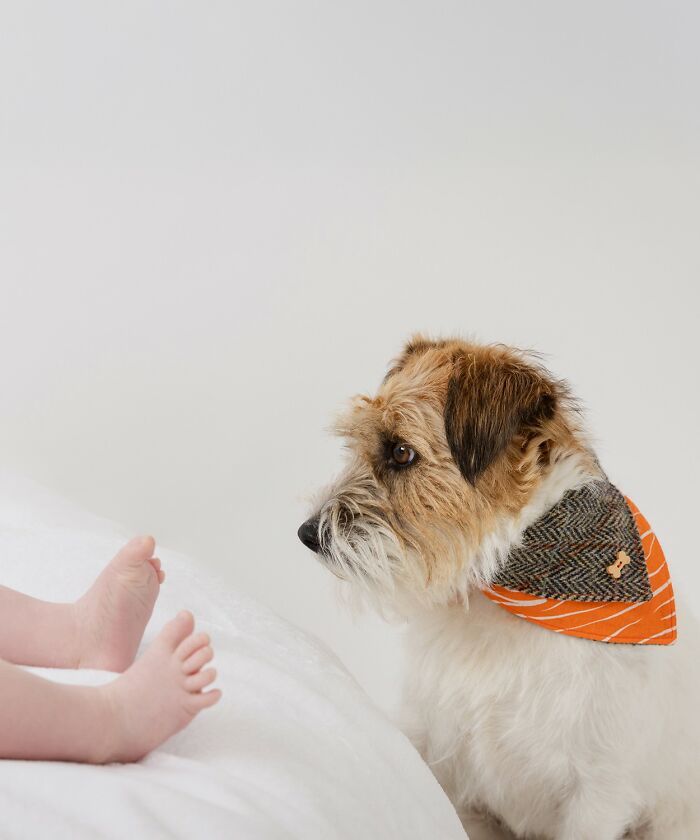 "Guard Dog" – The Furry Protector Eyeing Those Baby Toes