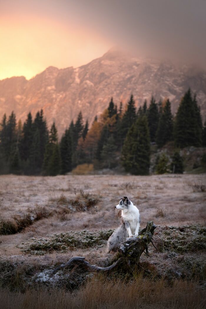 "Echoes Of Dawn" – A Dog’s Morning Nap in a Misty Wonderland