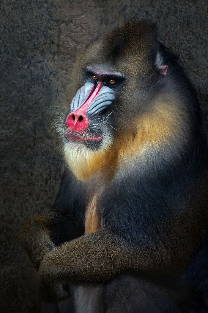 "Carnival King" – When Your Animal Friend Wins the Fancy Hat Contest