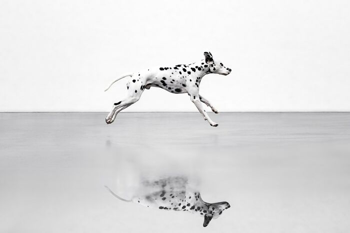 "City Reflections" – Dalmatian Doing a Majestic Mid-Air Leap