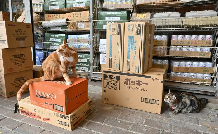 "The Old Grocery Keepers" – Two Shop Cats Stealing the Show