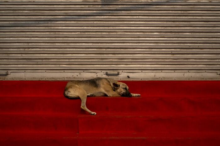 "Red Carpet" – When Your Pet’s Got Star Power