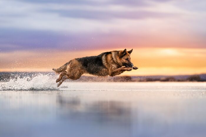 "Color Rush" – German Shepherd and Sunset Team Up for Epicness