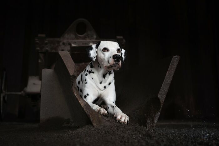 "Spots In Steel" – Dalmatians and Iron: An Unlikely But Cool Combo