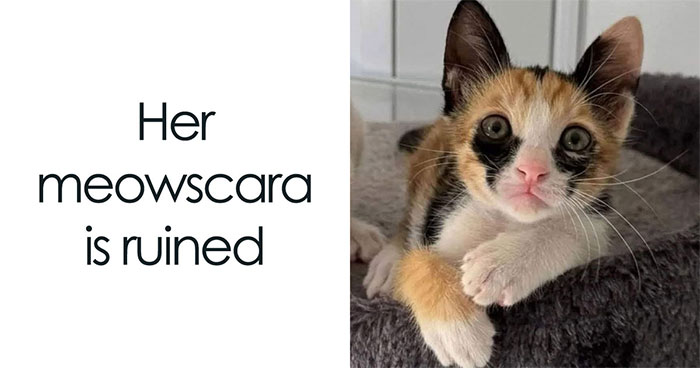 50 Cat Memes That Nail What It’s Like Living With These Furry Weirdos