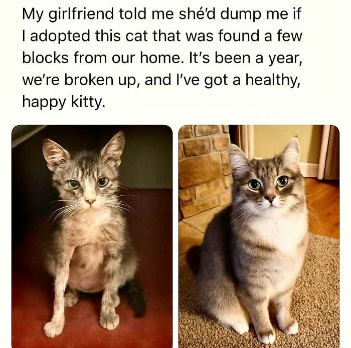 50 Cat Memes That Nail What It's Like Living With These Furry Weirdos