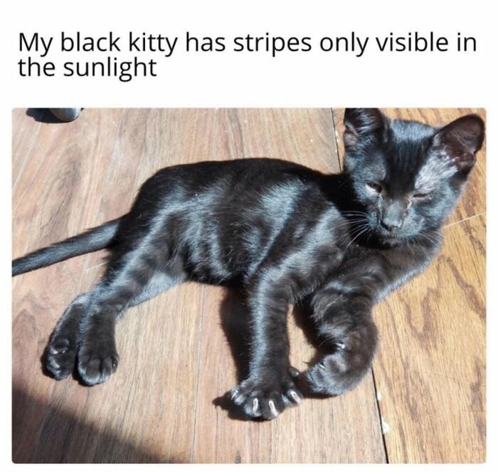 50 Cat Memes That Nail What It's Like Living With These Furry Weirdos