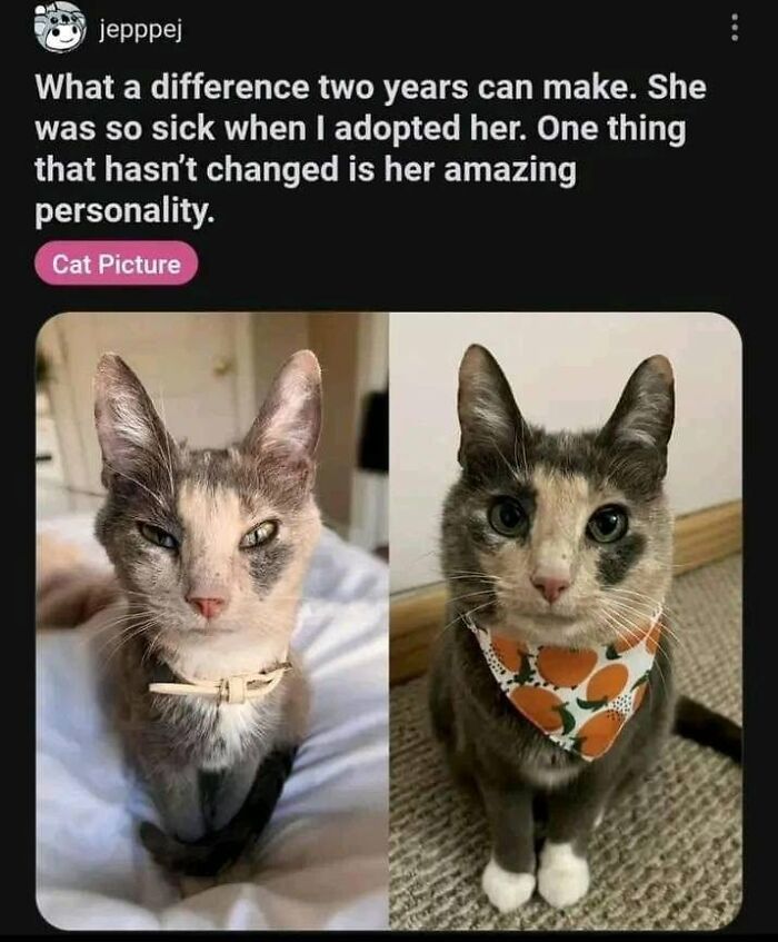 50 Cat Memes That Nail What It's Like Living With These Furry Weirdos