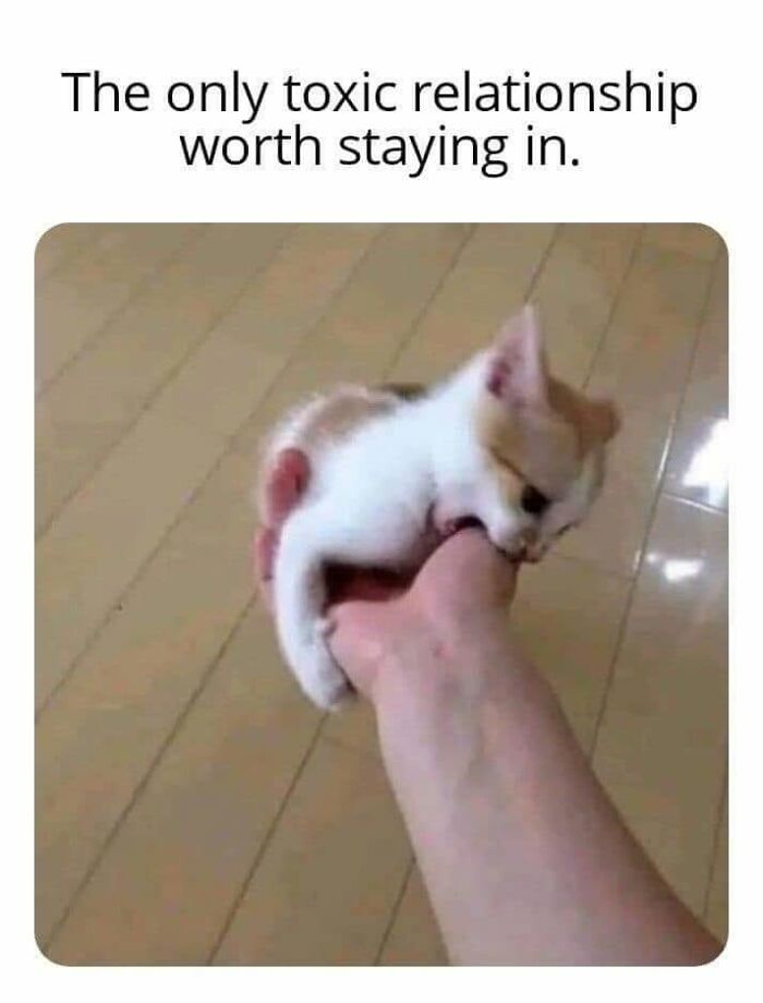 50 Cat Memes That Nail What It's Like Living With These Furry Weirdos