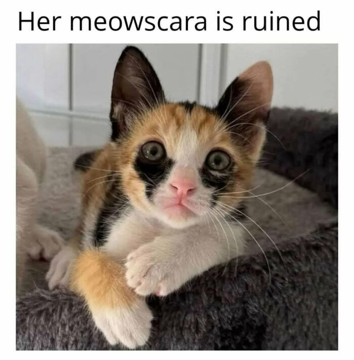 50 Cat Memes That Nail What It's Like Living With These Furry Weirdos