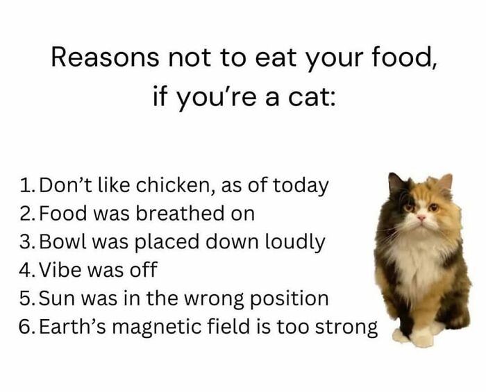 50 Cat Memes That Nail What It's Like Living With These Furry Weirdos