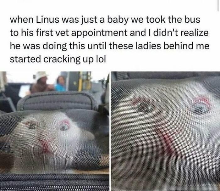 50 Cat Memes That Nail What It's Like Living With These Furry Weirdos