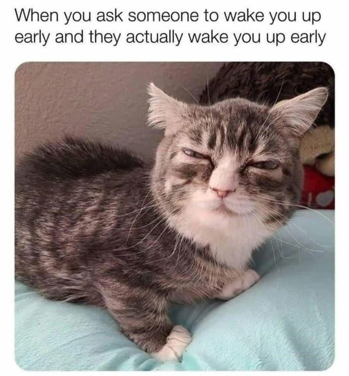 50 Cat Memes That Nail What It's Like Living With These Furry Weirdos
