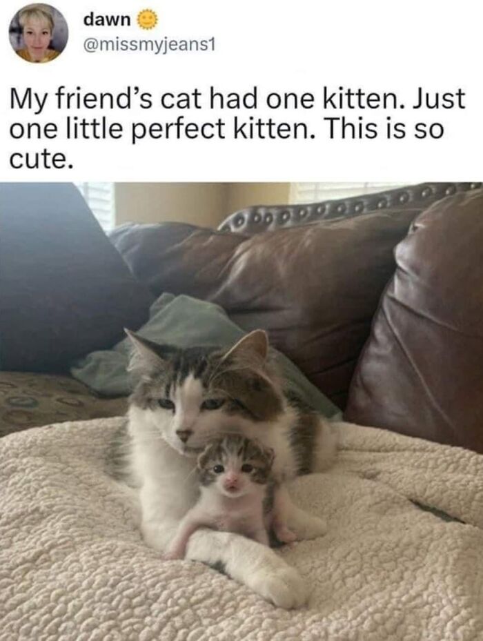 50 Cat Memes That Nail What It's Like Living With These Furry Weirdos