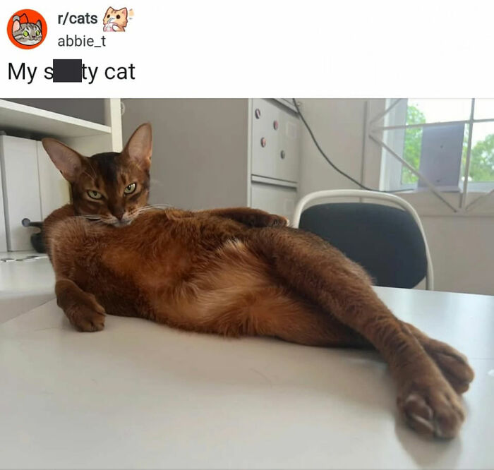 50 Cat Memes That Nail What It's Like Living With These Furry Weirdos