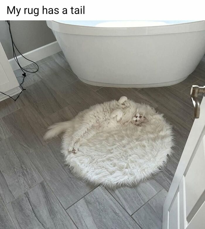 50 Cat Memes That Nail What It's Like Living With These Furry Weirdos