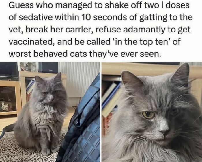 50 Cat Memes That Nail What It's Like Living With These Furry Weirdos