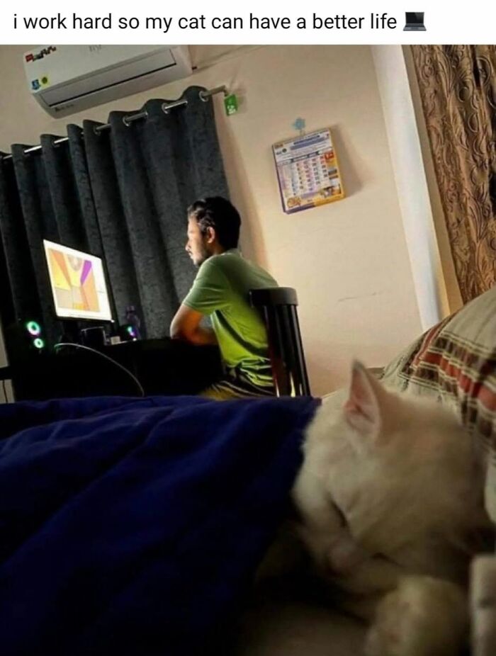 50 Cat Memes That Nail What It's Like Living With These Furry Weirdos