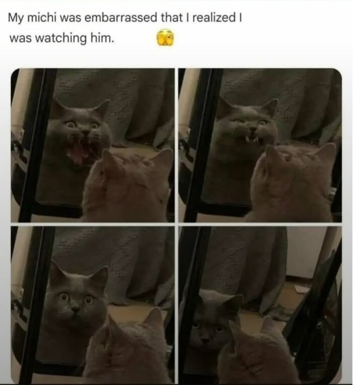 50 Cat Memes That Nail What It's Like Living With These Furry Weirdos