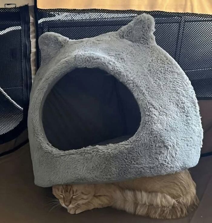 50 Cat Memes That Nail What It's Like Living With These Furry Weirdos