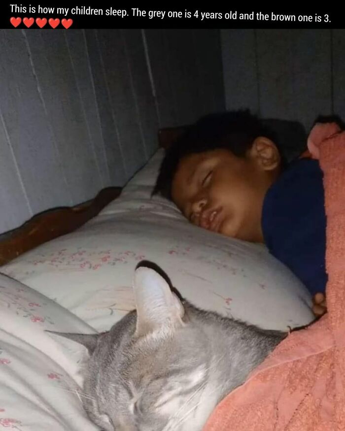 50 Cat Memes That Nail What It's Like Living With These Furry Weirdos