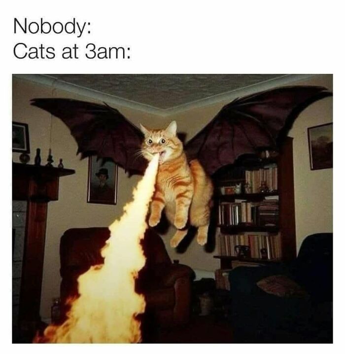 50 Cat Memes That Nail What It's Like Living With These Furry Weirdos