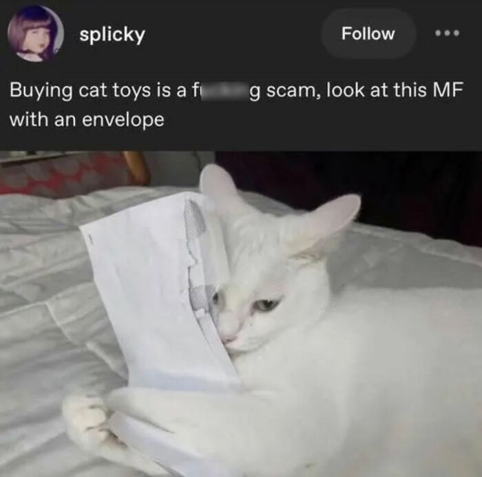 50 Cat Memes That Nail What It's Like Living With These Furry Weirdos