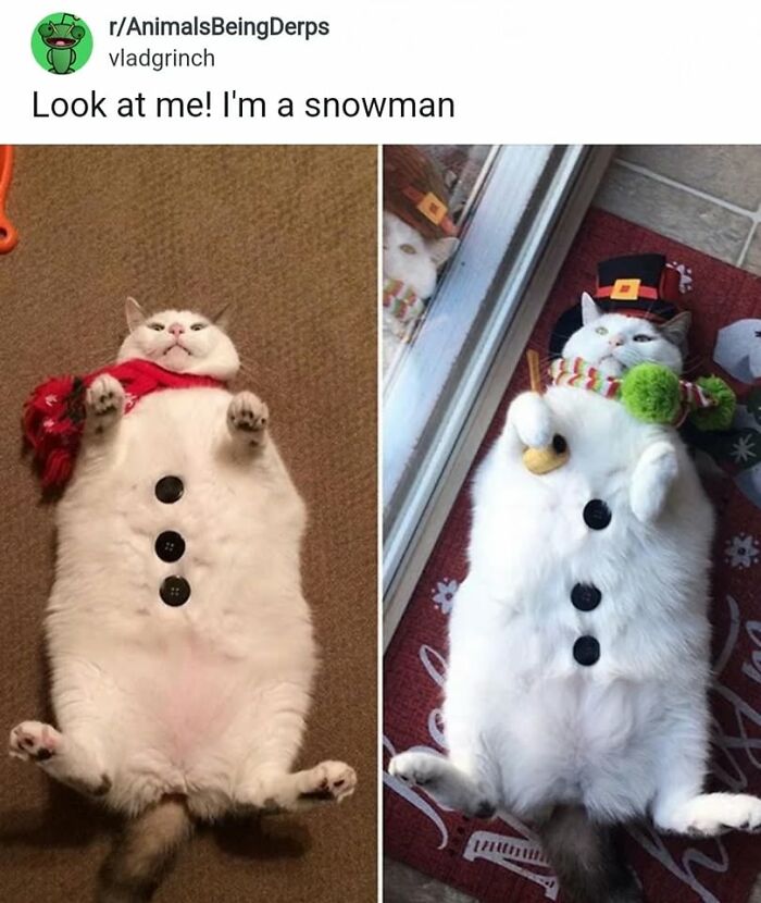 50 Cat Memes That Nail What It's Like Living With These Furry Weirdos