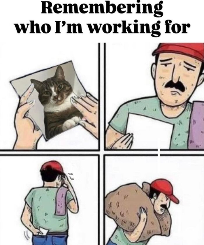 50 Cat Memes That Nail What It's Like Living With These Furry Weirdos