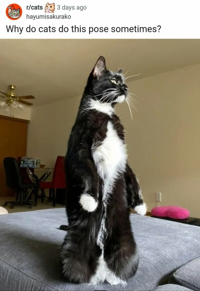 50 Cat Memes That Nail What It's Like Living With These Furry Weirdos