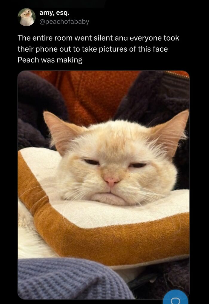 50 Cat Memes That Nail What It's Like Living With These Furry Weirdos