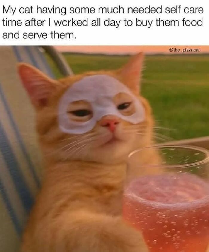 50 Cat Memes That Nail What It's Like Living With These Furry Weirdos