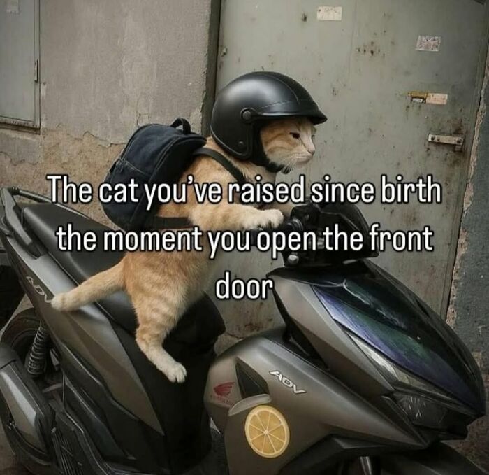 50 Cat Memes That Nail What It's Like Living With These Furry Weirdos