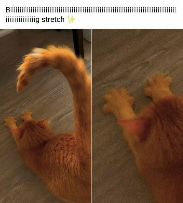 50 Cat Memes That Nail What It's Like Living With These Furry Weirdos